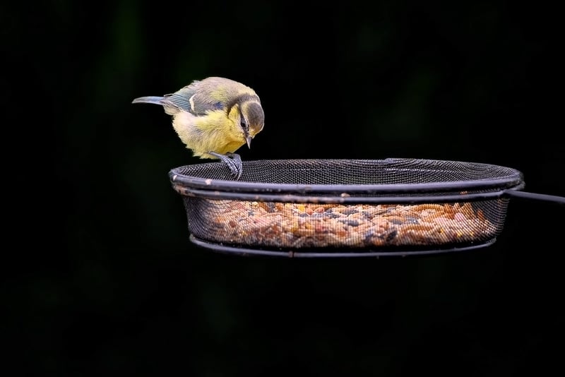 Bottle Bird Feeders